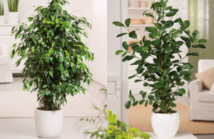 10276-ficus_microcarpa_en_ficus_benjamina_fmdb