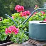 Geranium is de bloem van de maand bij De Krenbloem