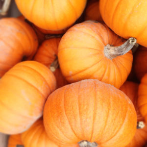 pumpkins-blog-500zz