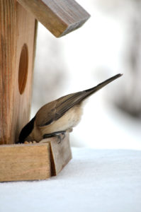 A bird Chickadee in winter eating from birdhouse feeder.